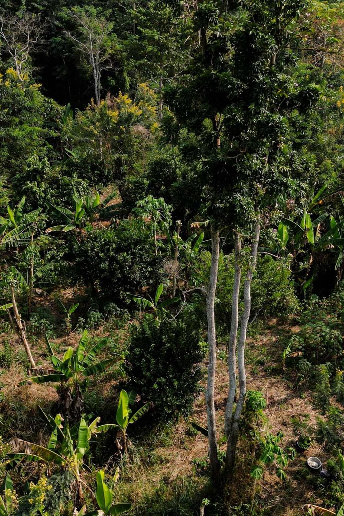 A forest